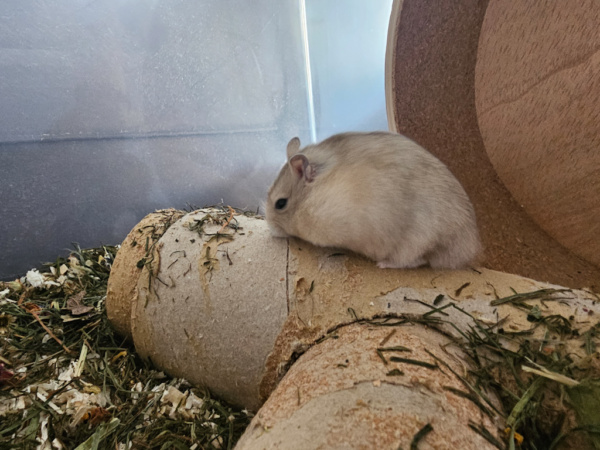 Zwerghamster Hamsterhilfe Südwest