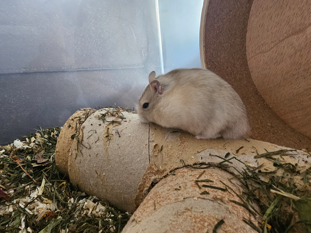 Zwerghamster Hamsterhilfe Südwest
