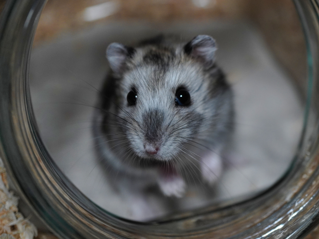 Zwerghamster Finnegan von der Hamsterhilfe Südwest