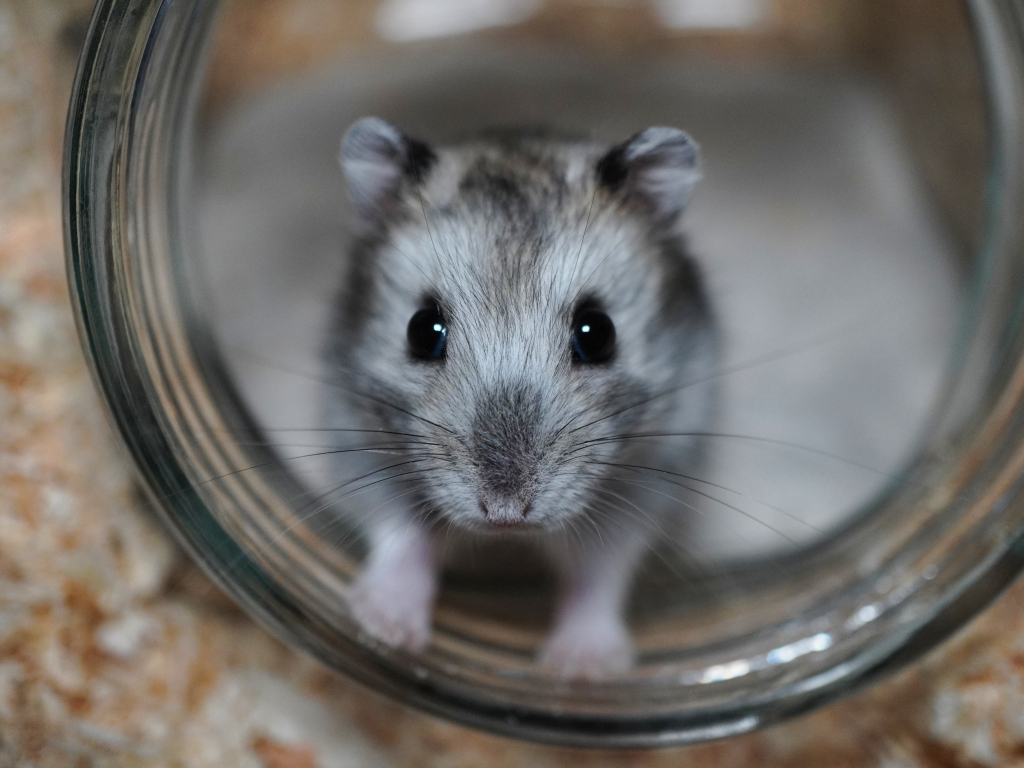 Zwerghamster Finnegan von der Hamsterhilfe Südwest