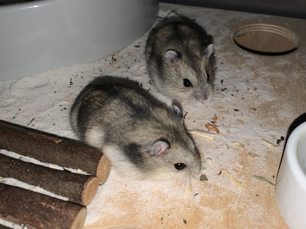 Edith und Ela, Zwerghamster, Agouti, Hamsterhilfe Südwest