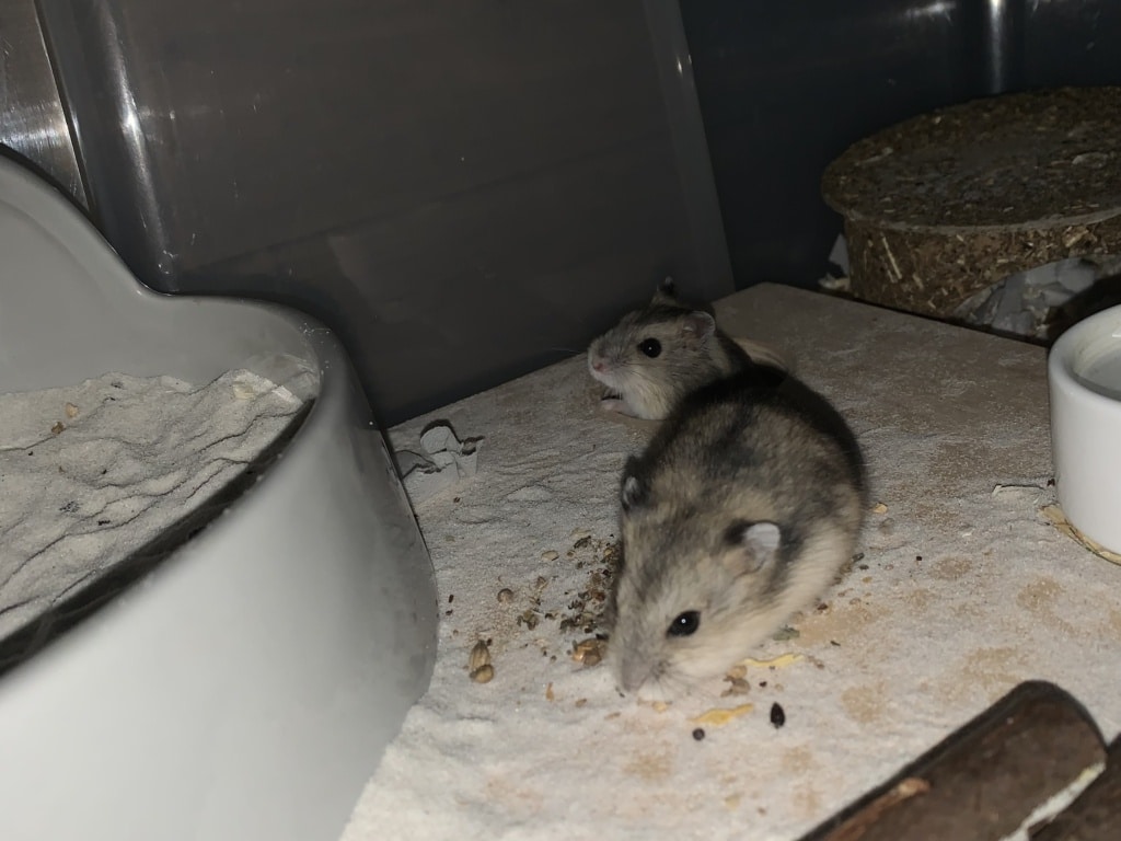 Edith und Ela, Zwerghamster, Agouti, Hamsterhilfe Südwest