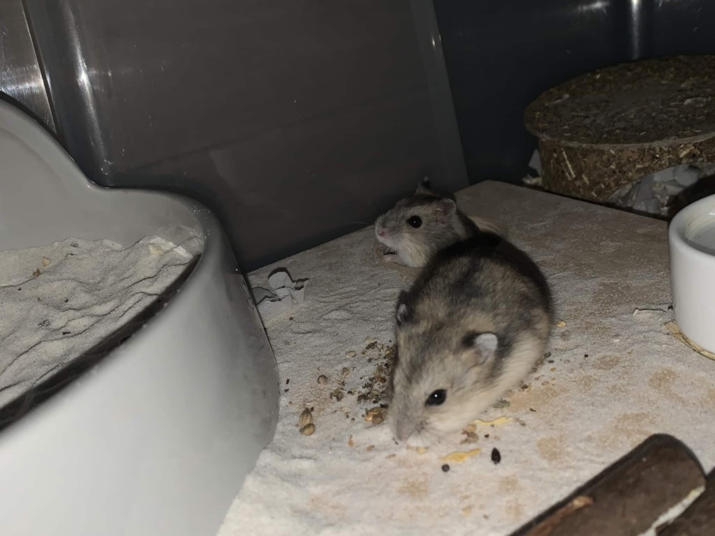 Edith und Ela, Zwerghamster, Agouti, Hamsterhilfe Südwest