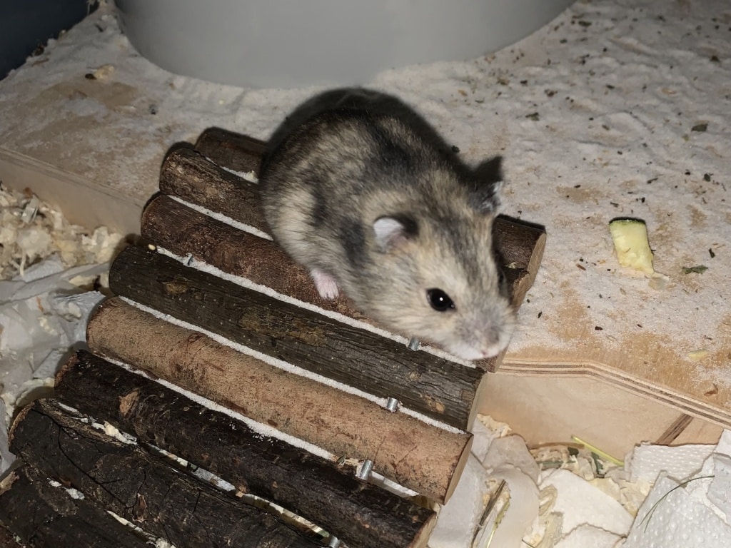Edith und Ela, Zwerghamster, Agouti, Hamsterhilfe Südwest