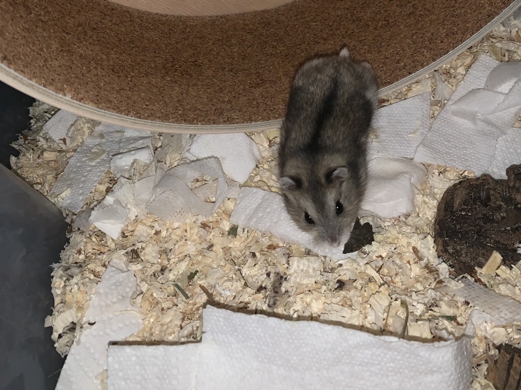 Edith und Ela, Zwerghamster, Agouti, Hamsterhilfe Südwest