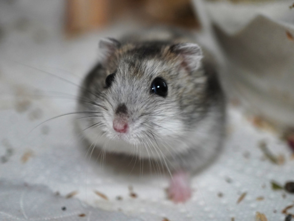 Zwerghamster Finnegan von der Hamsterhilfe Südwest