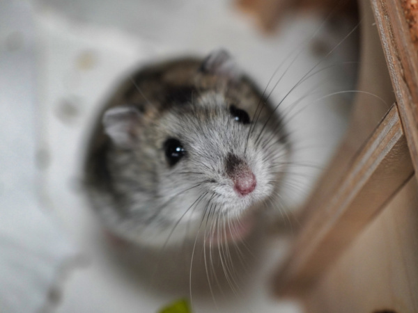 Zwerghamster Finnley von der Hamsterhilfe Südwest