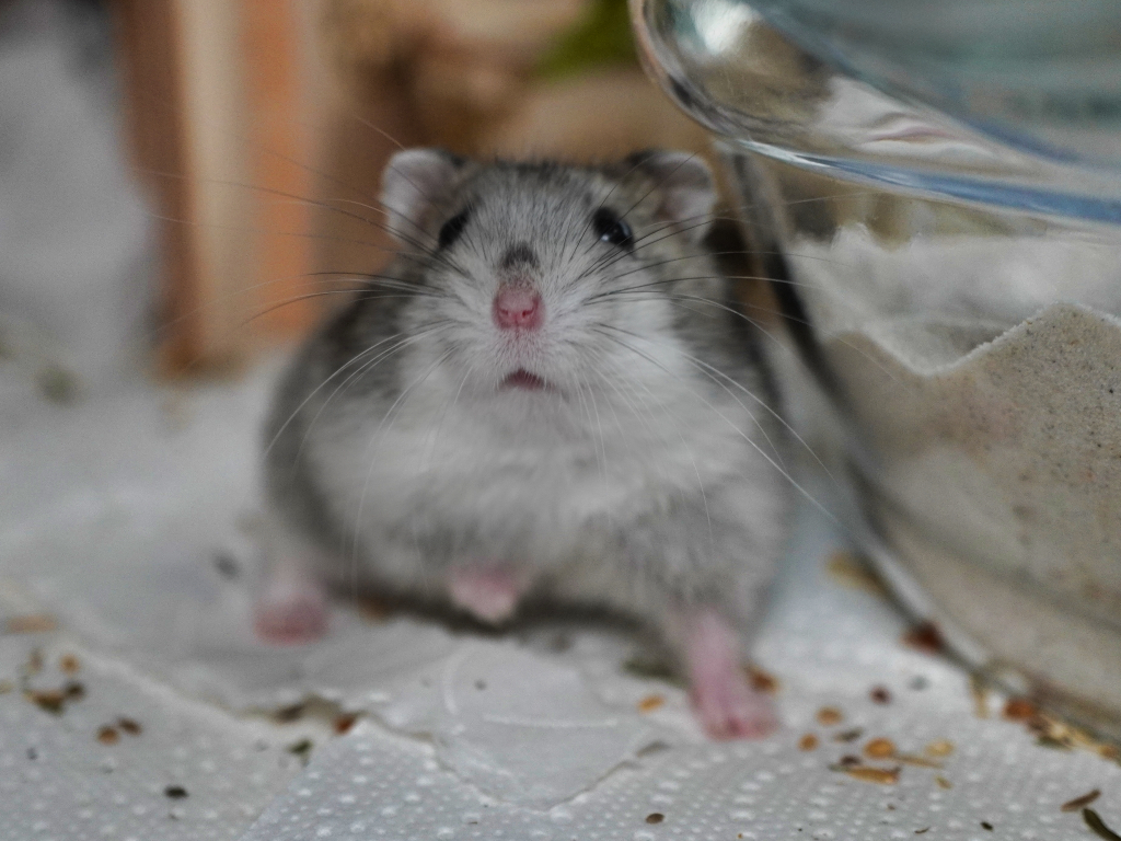 Zwerghamster Finnley von der Hamsterhilfe Südwest