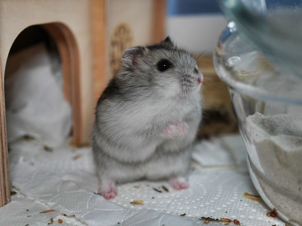 Zwerghamster Finnley von der Hamsterhilfe Südwest