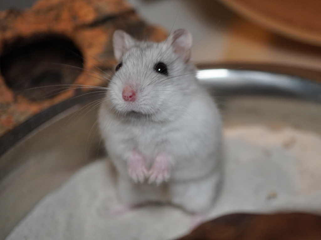 Zwerghamster Helena von der Hamsterhilfe Süedwest