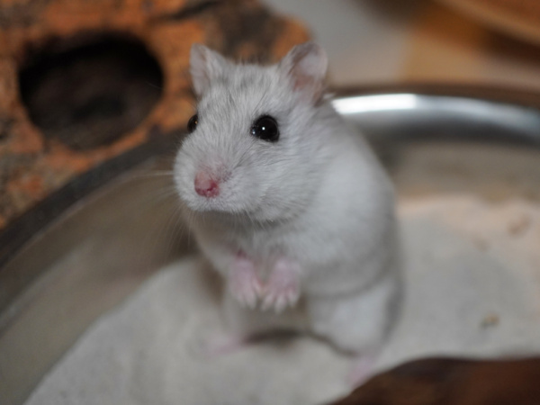 Zwerghamster Helena von der Hamsterhilfe Süedwest