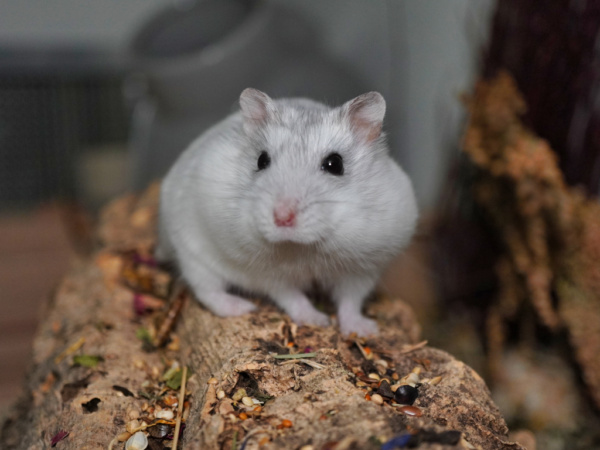 Zwerghamster Helena von der Hamsterhilfe Südwest
