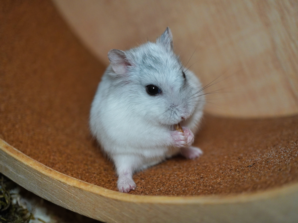 Zwerghamster Helena von der Hamsterhilfe Süedwest