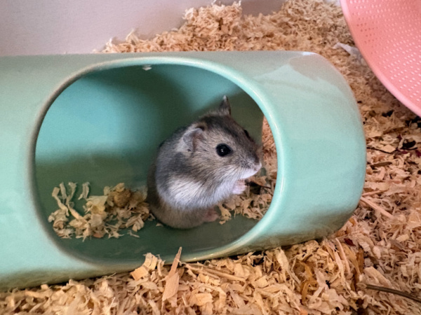 Zwerghamster Hamsterhilfe Südwest