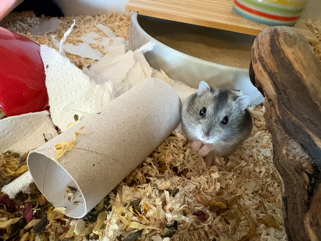 Zwerghamster Hamsterhilfe Südwest