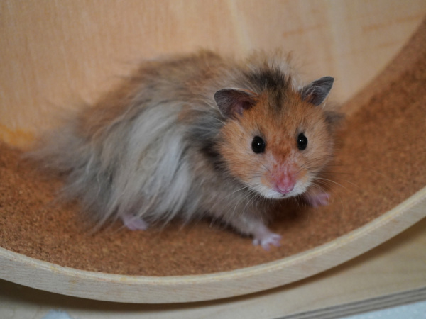 Teddyhamster Lennon von der Hamsterhilfe Südwest