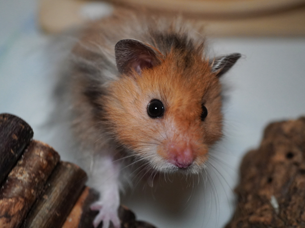 Teddyhamster Lennon von der Hamsterhilfe Südwest