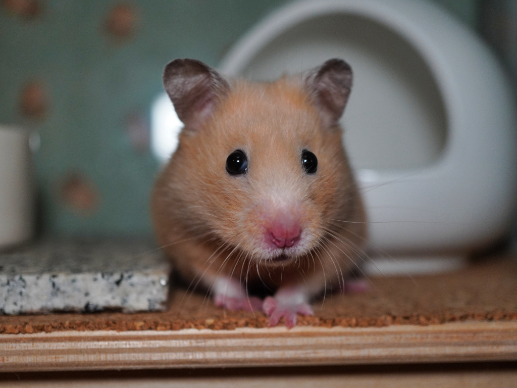 Goldhamster Solea von der Hamsterhilfe Südwest