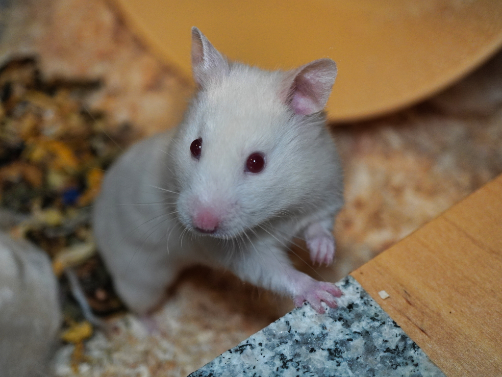 Goldhamster Soluna von der Hamsterhilfe Südwest