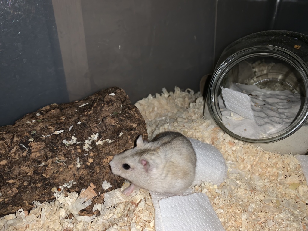 Witta, Zwerghamster, Camel, Hamsterhilfe Südwest
