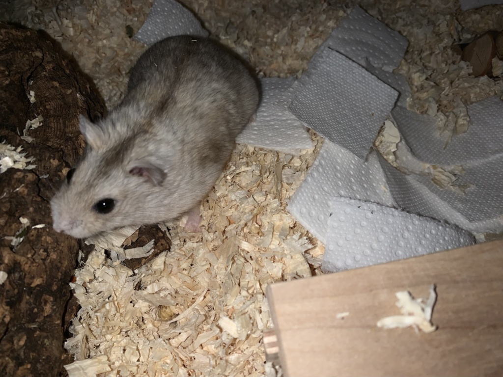 Witta, Zwerghamster Camel, Hamsterhilfe Südwest