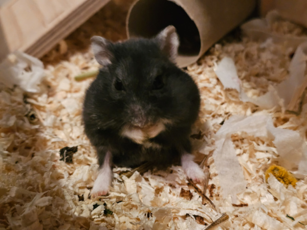 Zwerghamster Hamsterhilfe Südwest