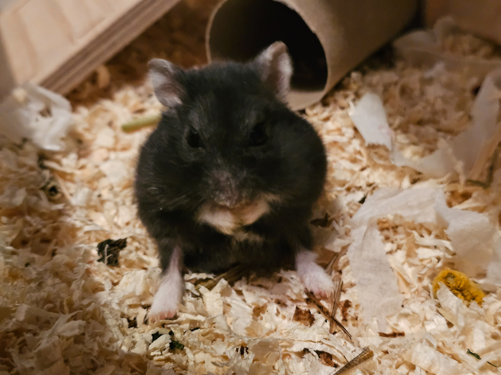Zwerghamster Hamsterhilfe Südwest