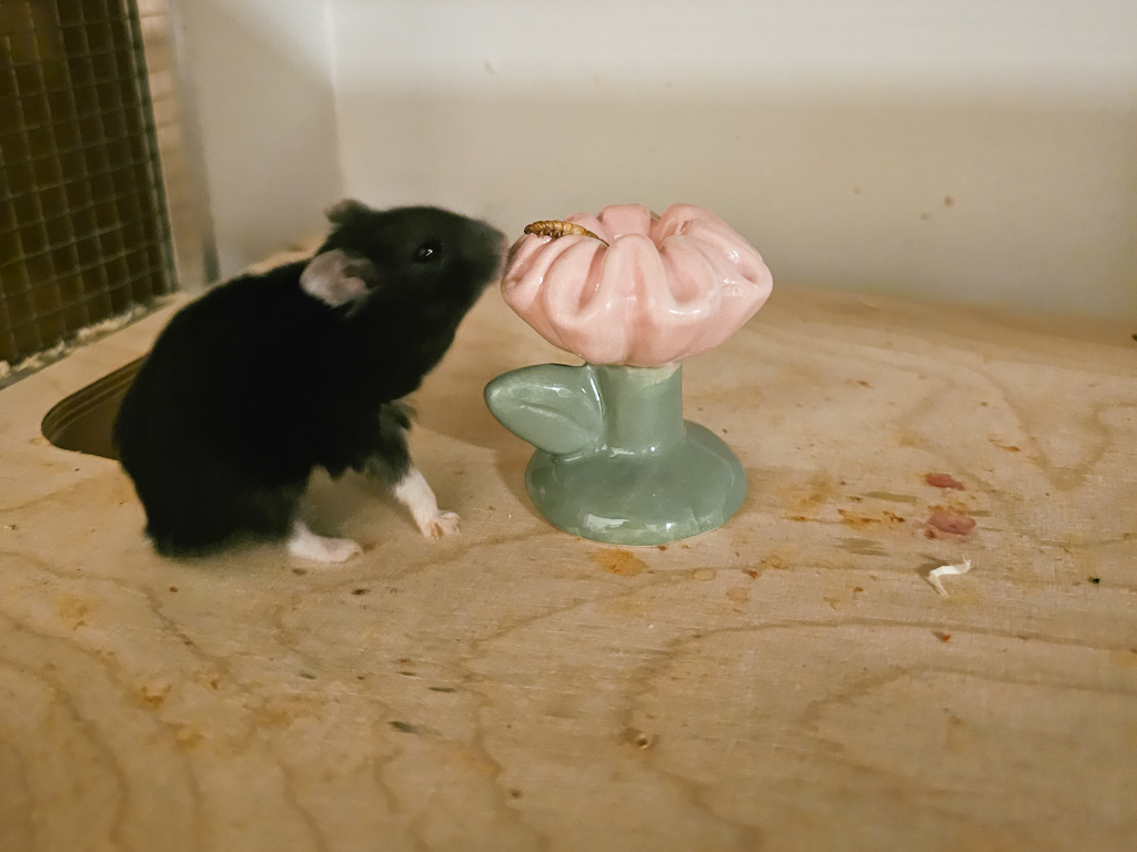Zwerghamster Hamsterhilfe Südwest