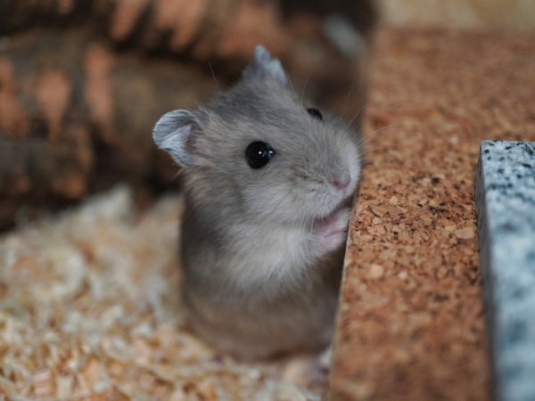 Zwerghamster Fine von der Hamsterhilfe Südwest