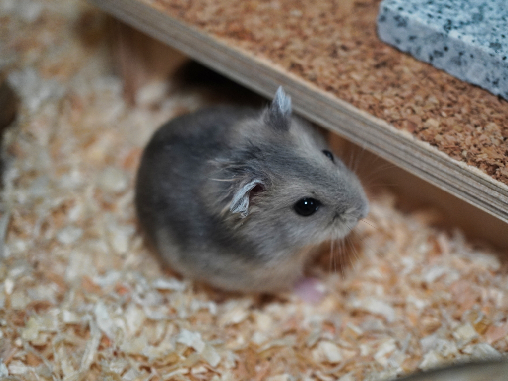 Zwerghamster Fine von der Hamsterhilfe Südwest