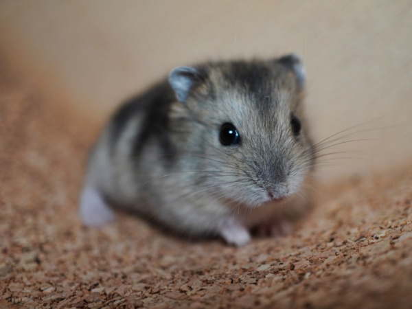 Zwerghamster Finna von der Hamsterhilfe Südwest