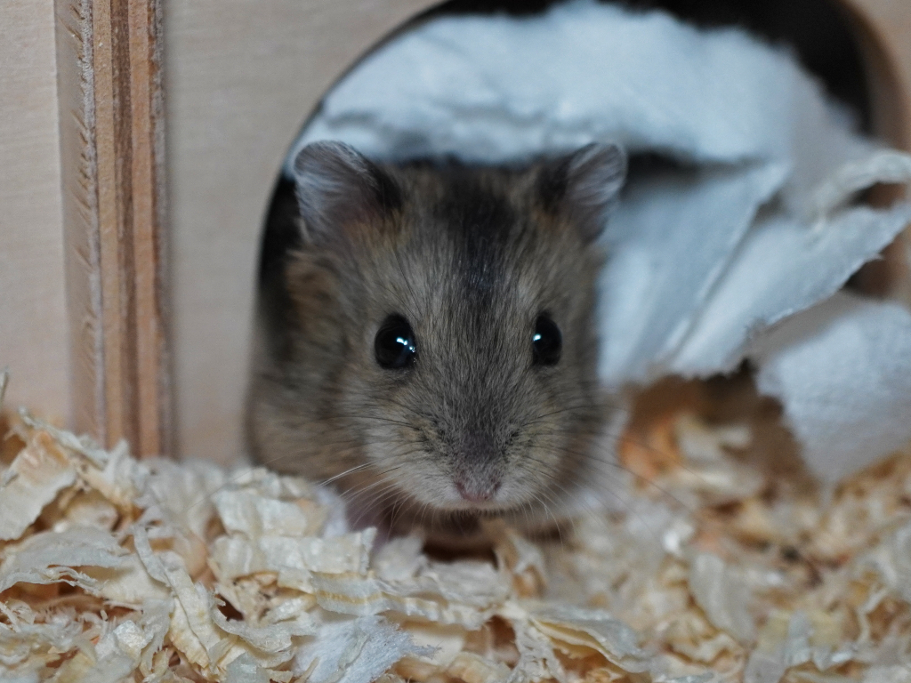 Zwerghamster Finneas von der Hamsterhilfe Südwest