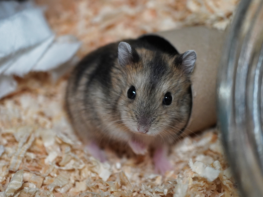 Zwerghamster Finneas von der Hamsterhilfe Südwest