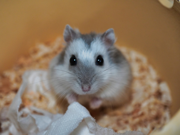 Zwerghamster Finola von der Hamsterhilfe Südwest