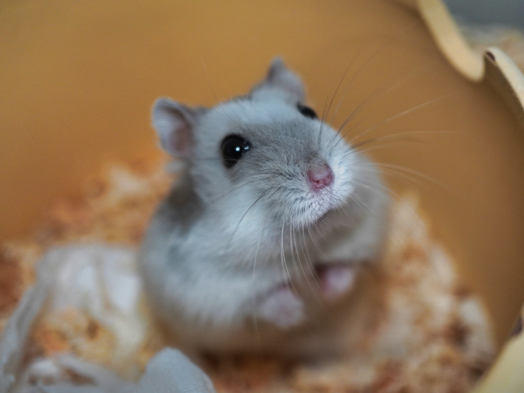 Zwerghamster Finola von der Hamsterhilfe Südwest