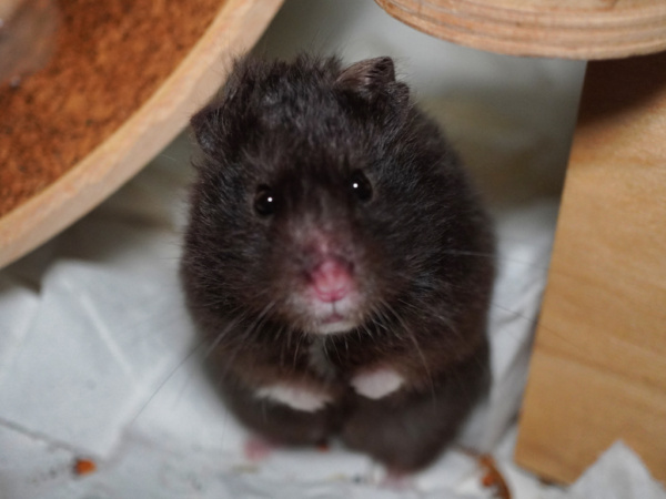 Teddyhamster Karou von der Hamsterhilfe Südwest