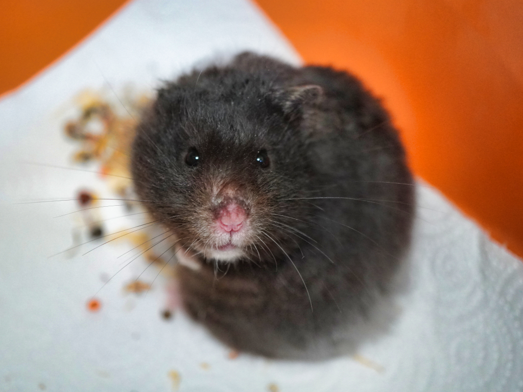 Teddyhamster Karou von der Hamsterhilfe Südwest
