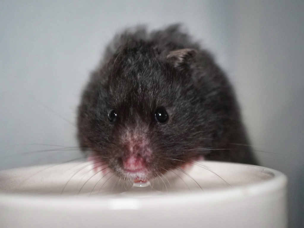 Teddyhamster Karou von der Hamsterhilfe Südwest