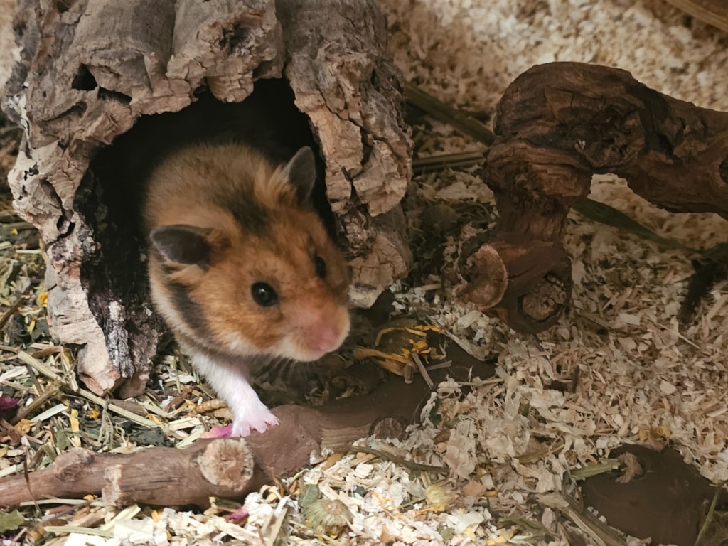 Goldhamster Hamsterhilfe Südwest
