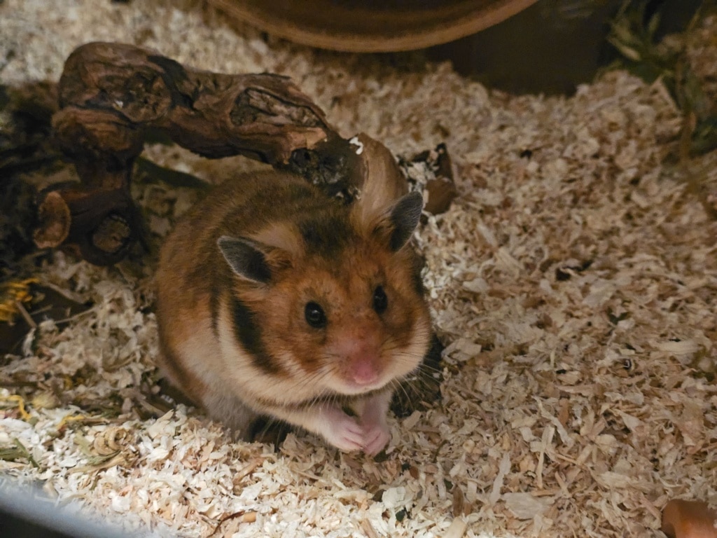 Goldhamster Hamsterhilfe Südwest