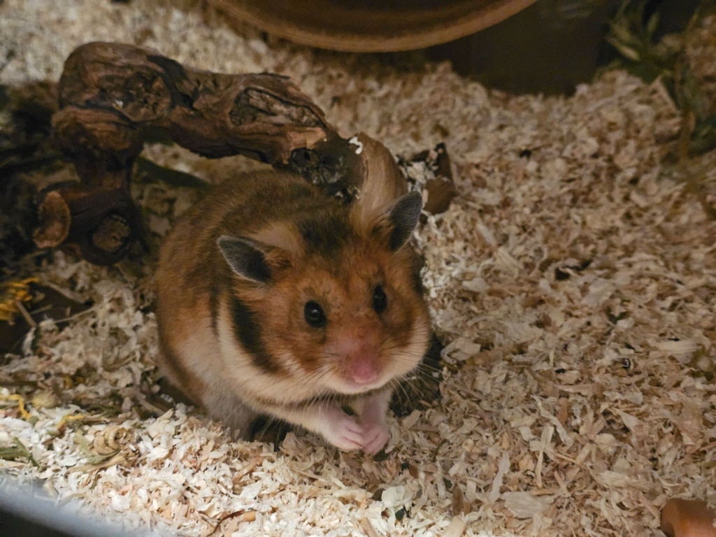 Goldhamster Hamsterhilfe Südwest
