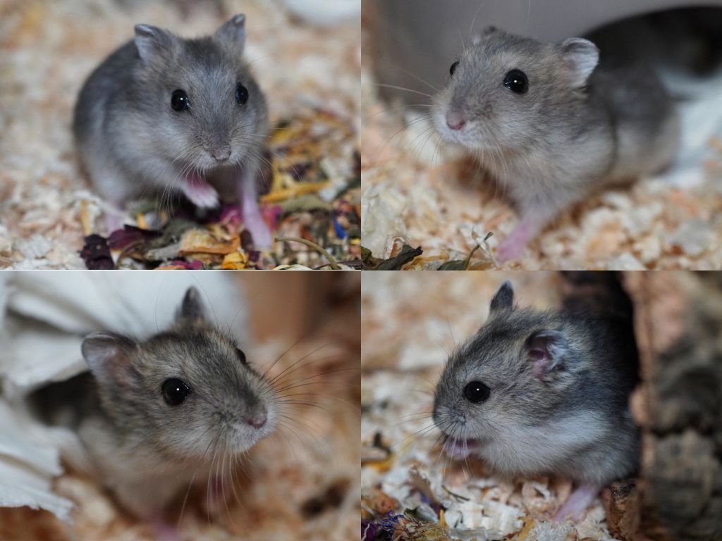 Zwerghamster von der Hamsterhilfe Südwest