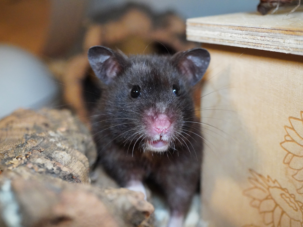 Goldhamster Glory von der Hamsterhilfe Südwest