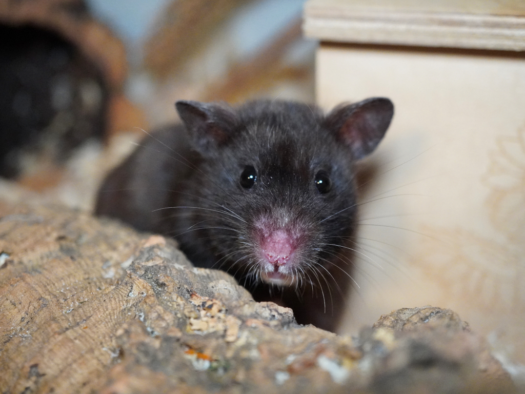 Goldhamster Glory von der Hamsterhilfe Südwest