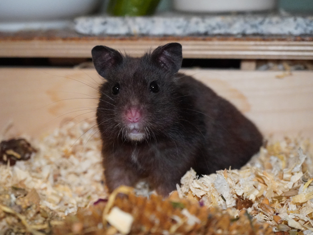 Goldhamster Gravity von der Hamsterhilfe Südwest