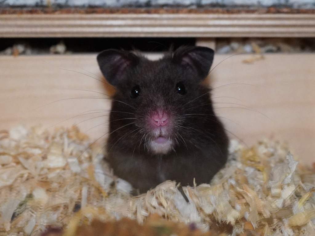 Goldhamster Gravity von der Hamsterhilfe Südwest