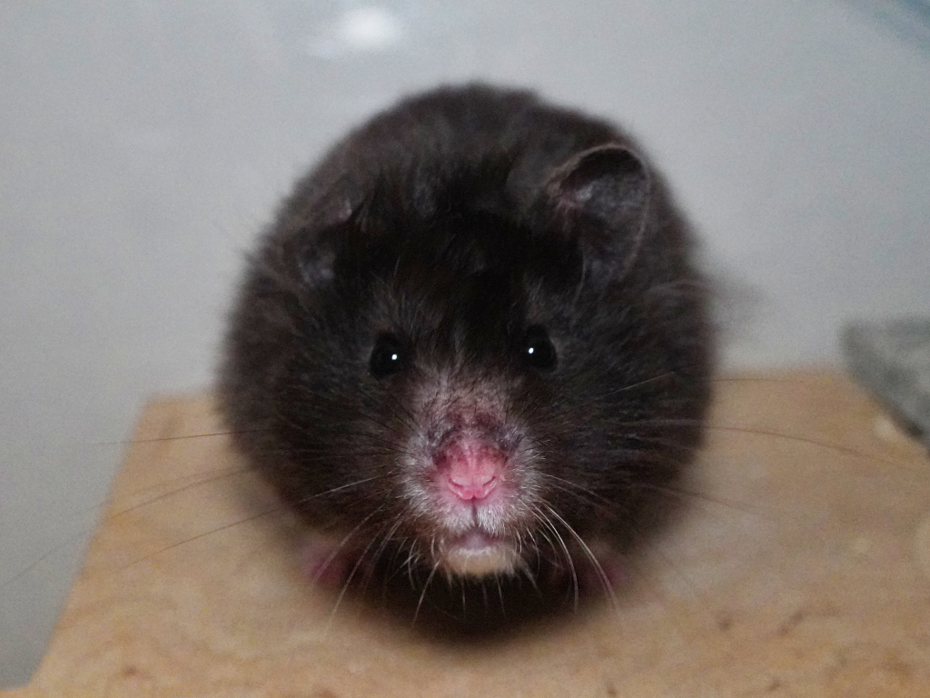Teddyhamster Karou von der Hamsterhilfe Südwest