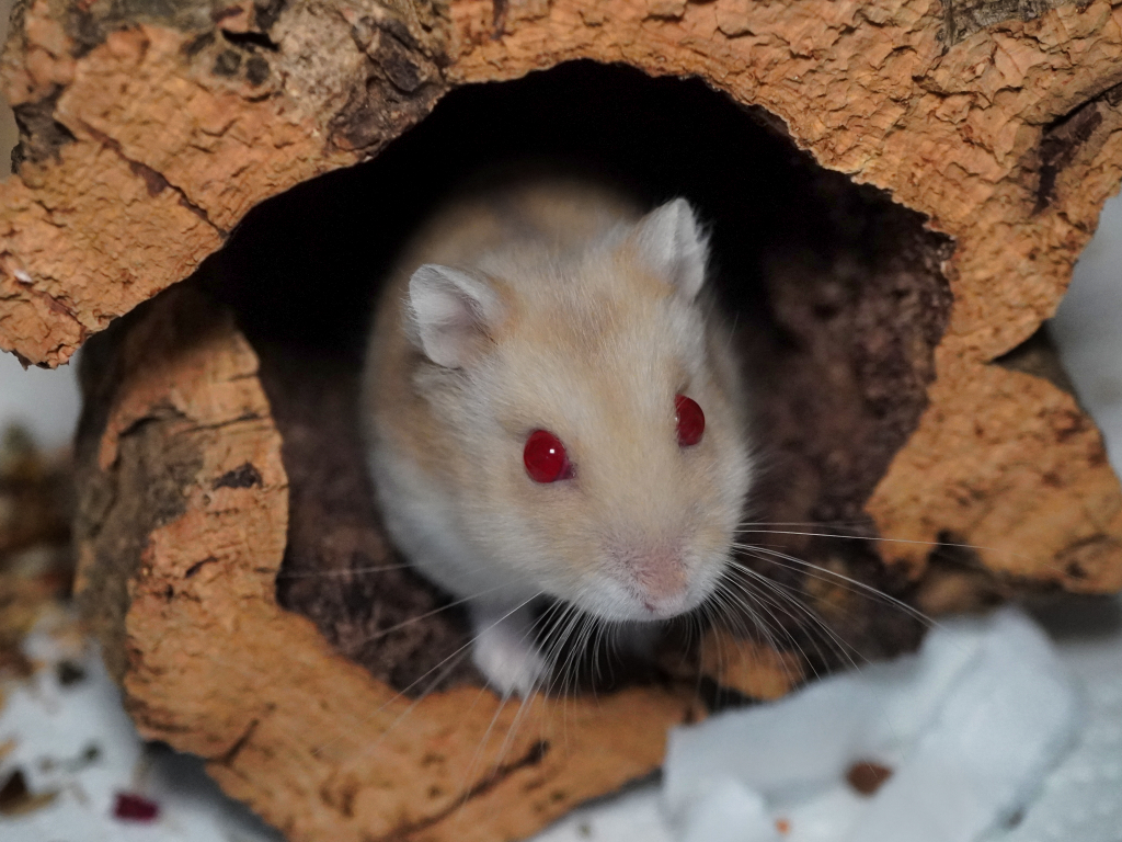 Zwerghamster Patch von der Hamsterhilfe Südwest
