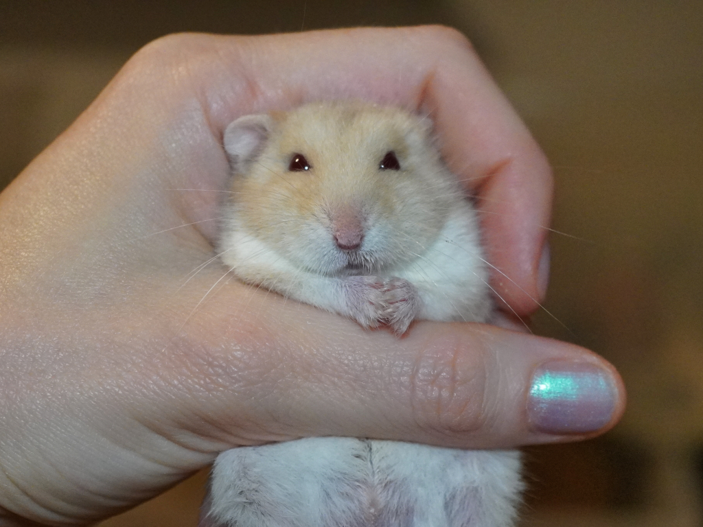 Zwerghamster Patch von der Hamsterhilfe Südwest