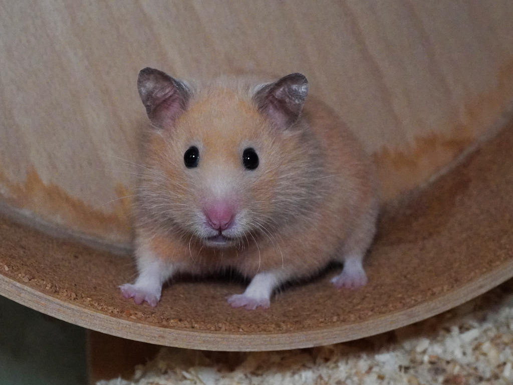 Goldhamster Solea von der Hamsterhilfe Südwest